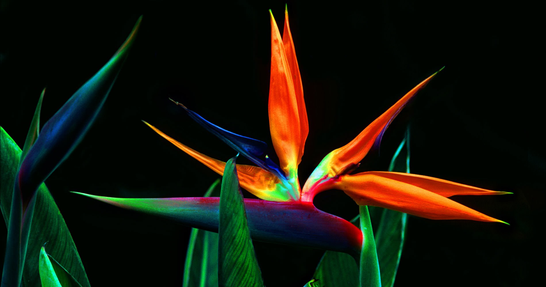 Multi-colored Birds of Paradise flowers