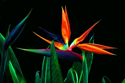 Multi-colored Birds of Paradise flowers